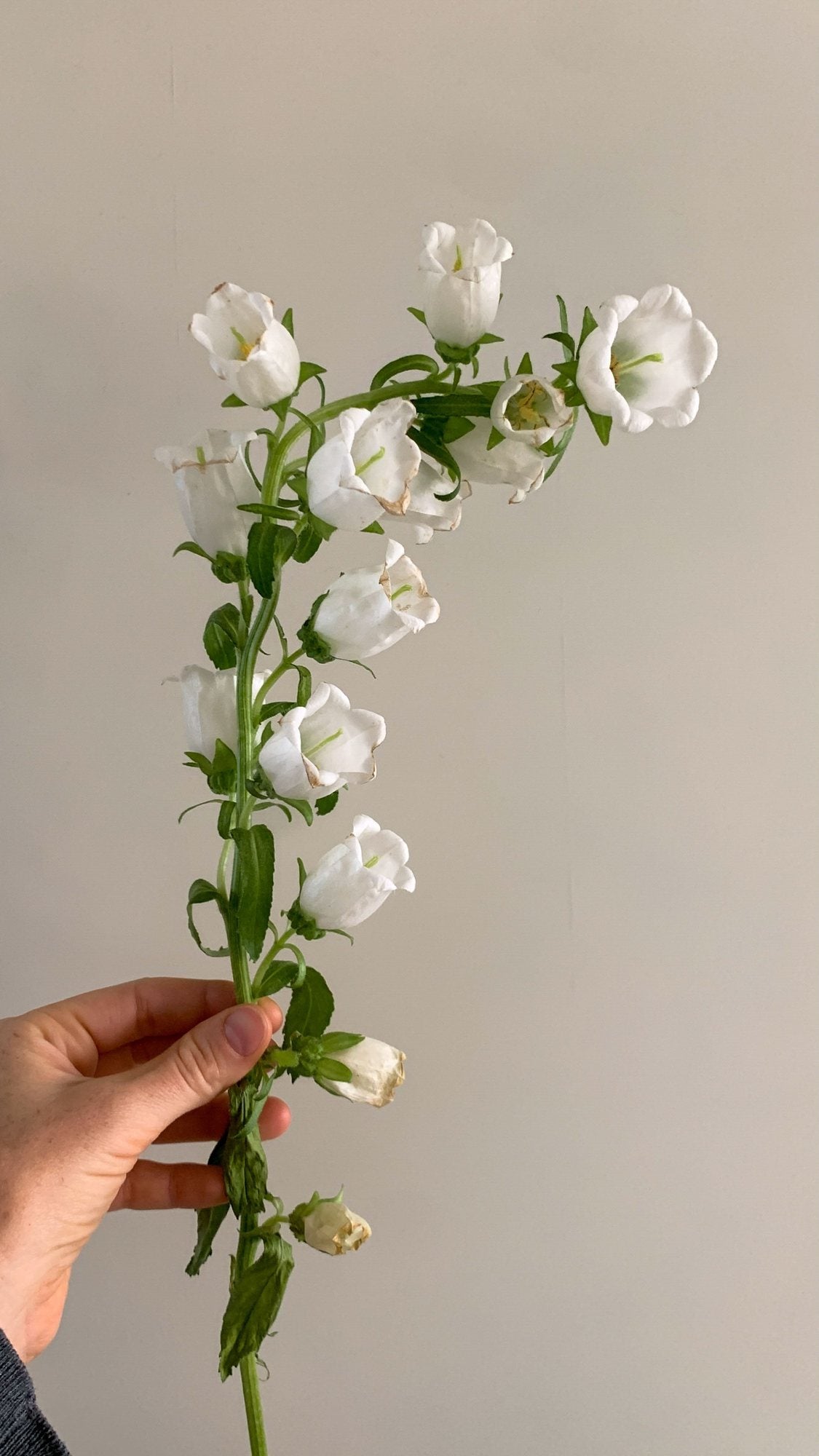 Studio inspiration photograph 16